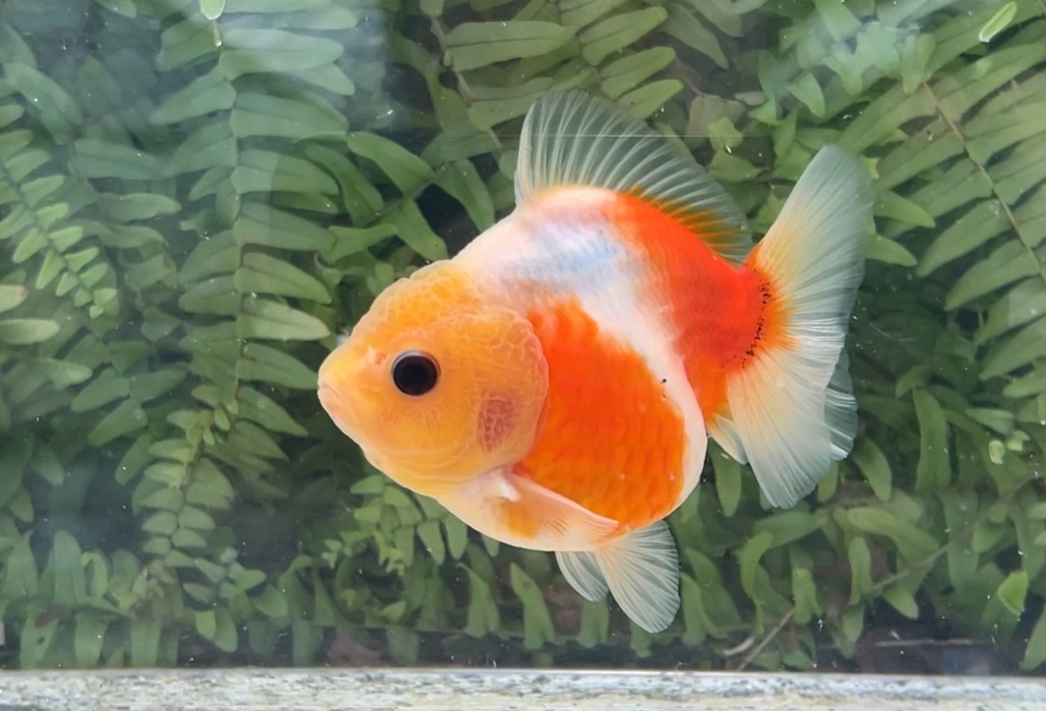 Lemon Head Sakura Shogun Oranda (F, 4”)