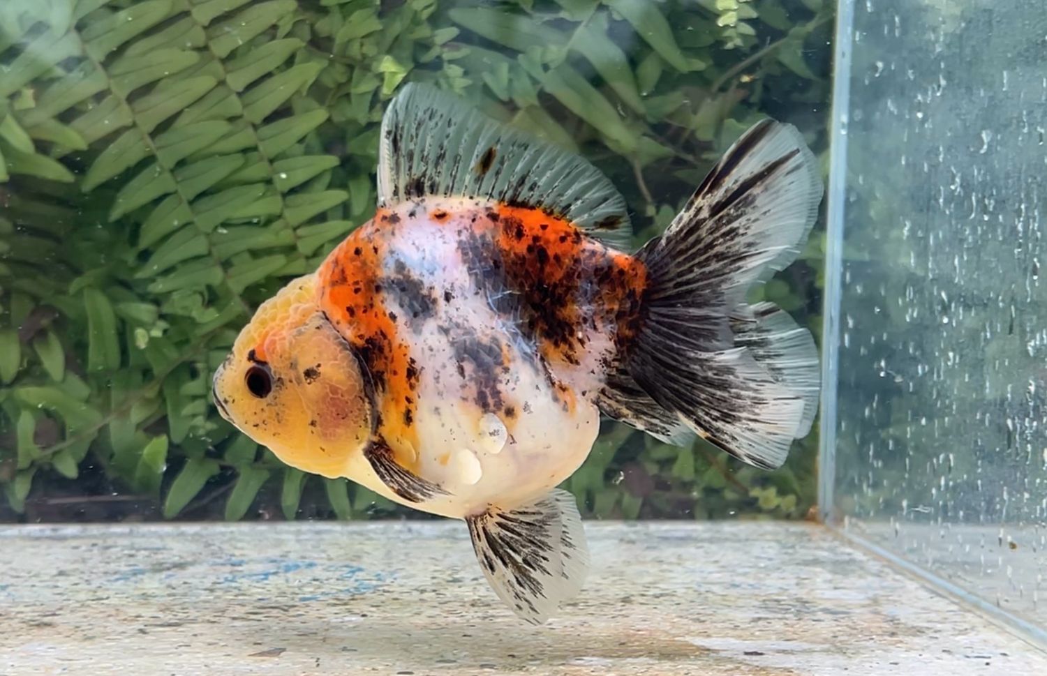 Calico Rosetail Oranda (F, 5”)