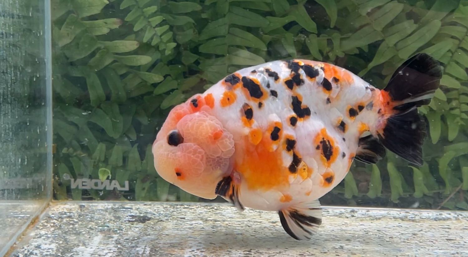 Milk Cow Yuanbao Ranchu (M, 5”)