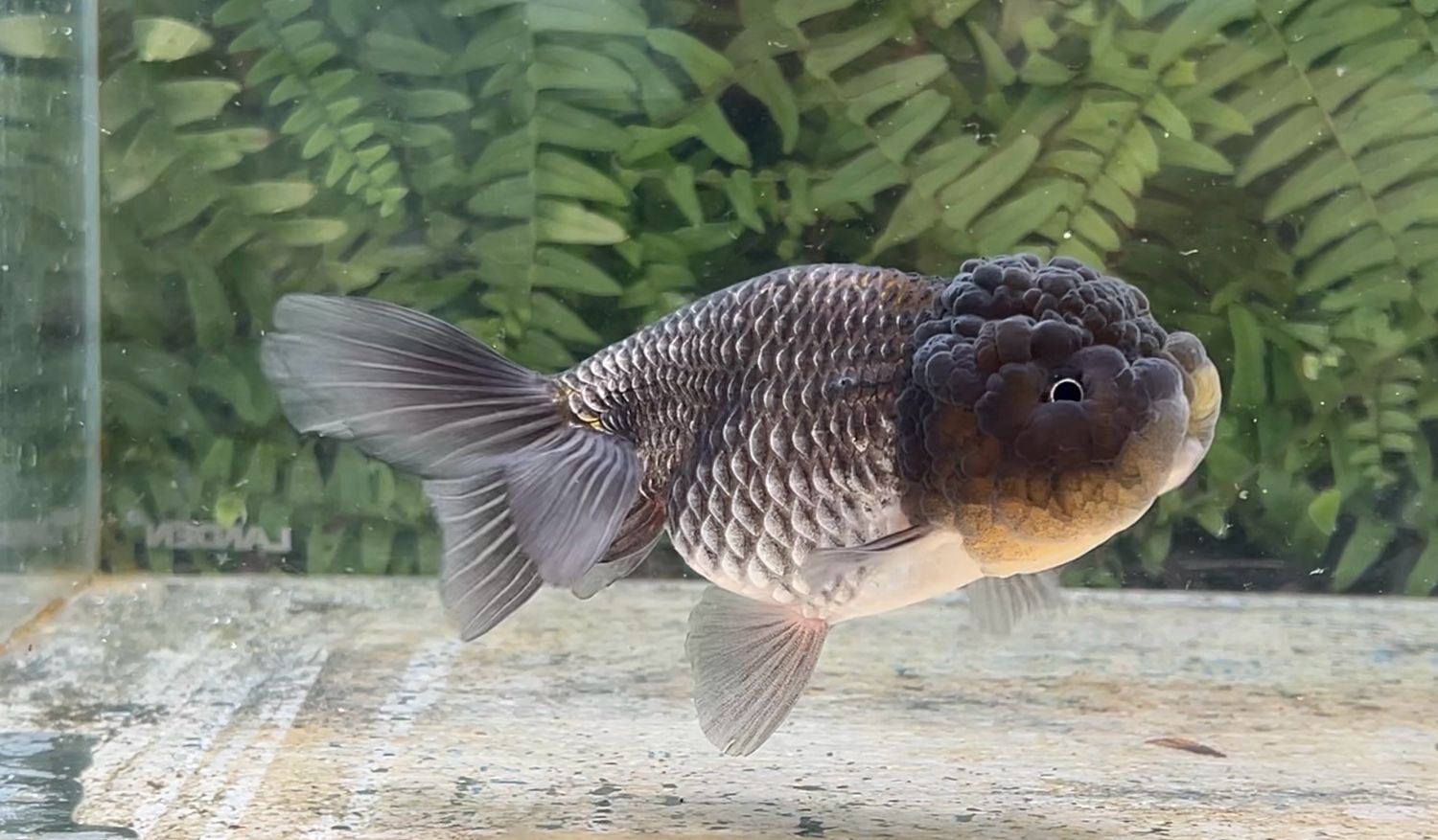 Blue Lionhead (F, 5”)
