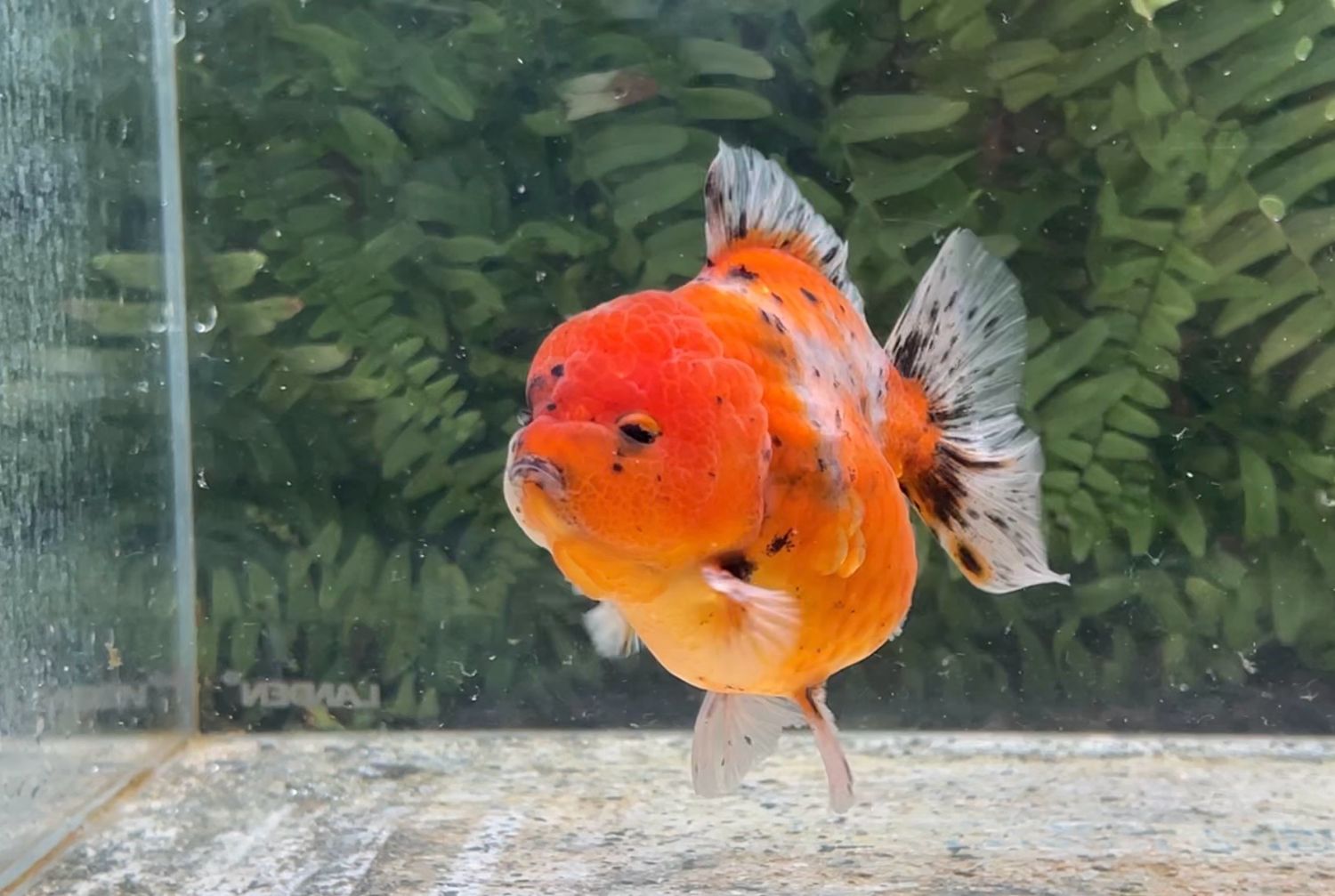 Calico Shogun Oranda (M, 4”)
