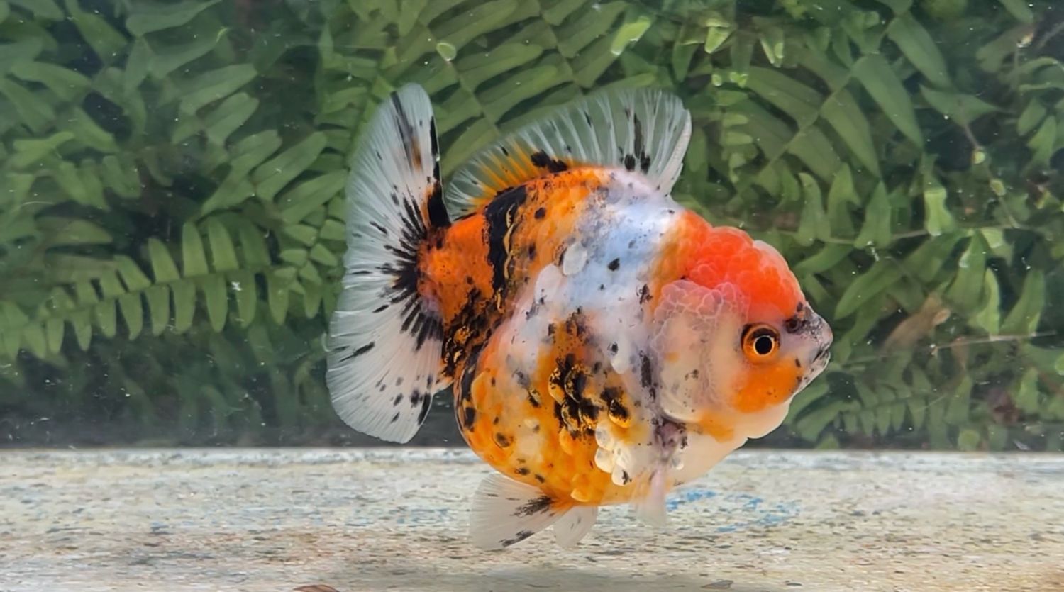 Calico Shogun Oranda (M, 4”)