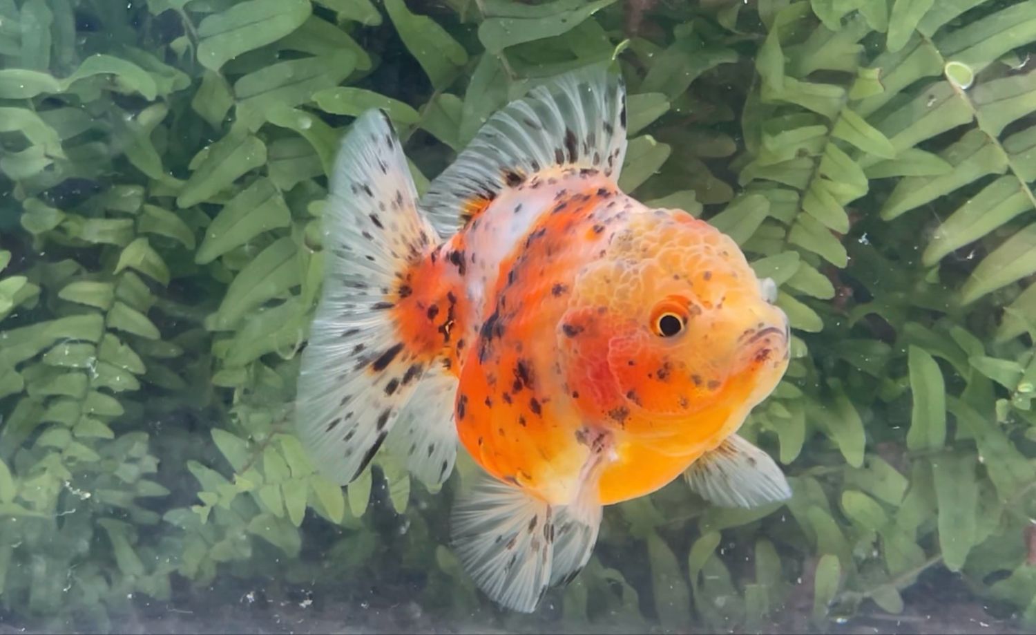Calico Shogun Oranda (F, 3.5”)