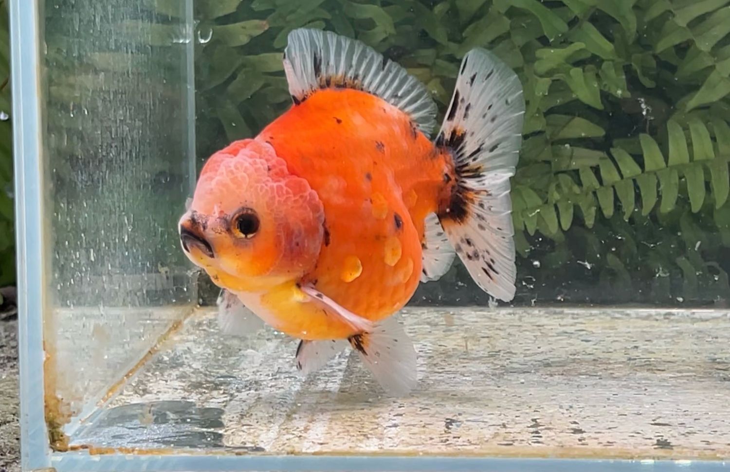 Sunset Shogun Oranda (M, 4”)