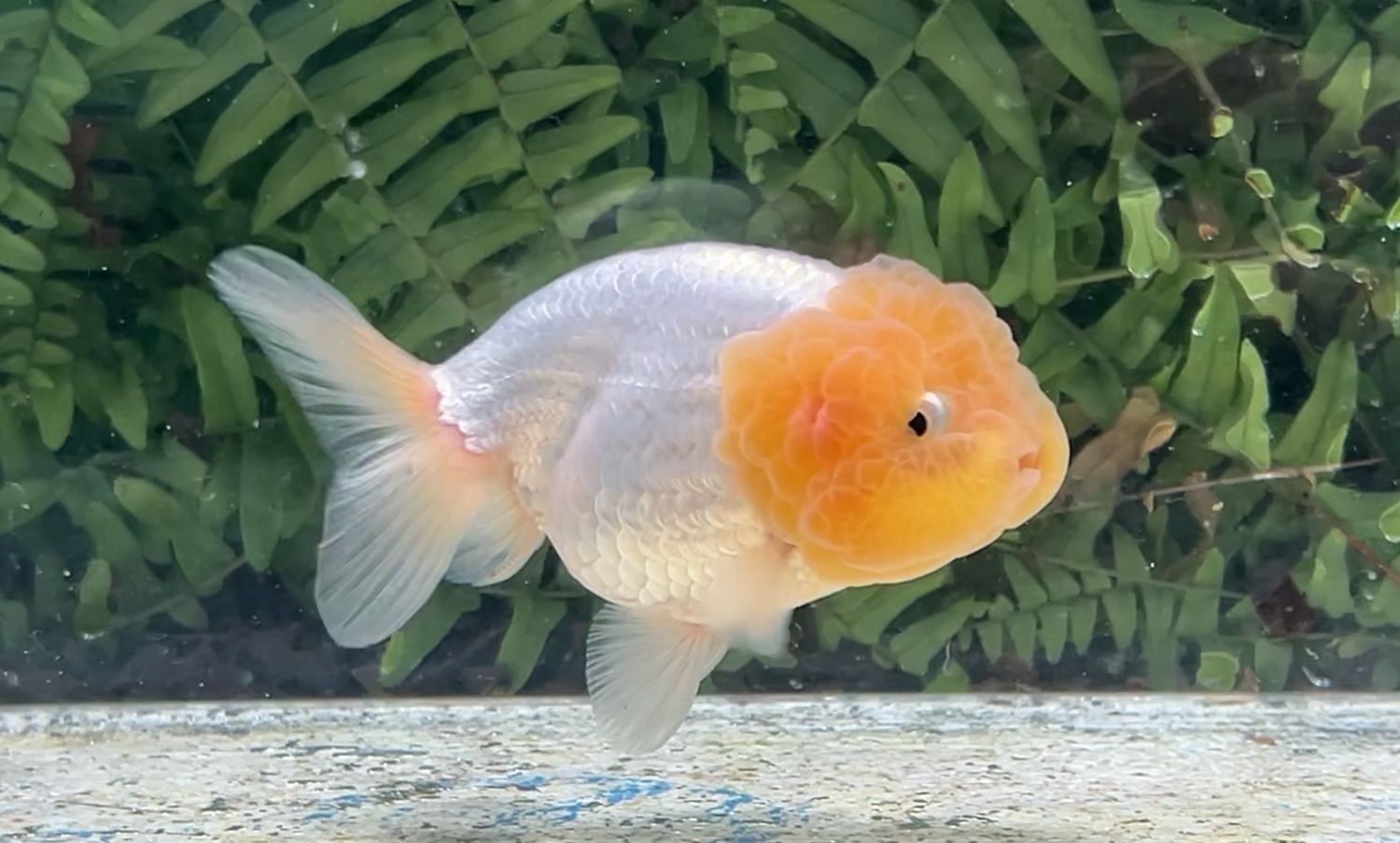 Lemon Head White Lionhead (F, 4”)