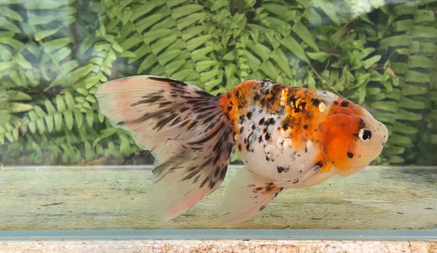 Calico Phoenixtail Ranchu (F, 6.25”)