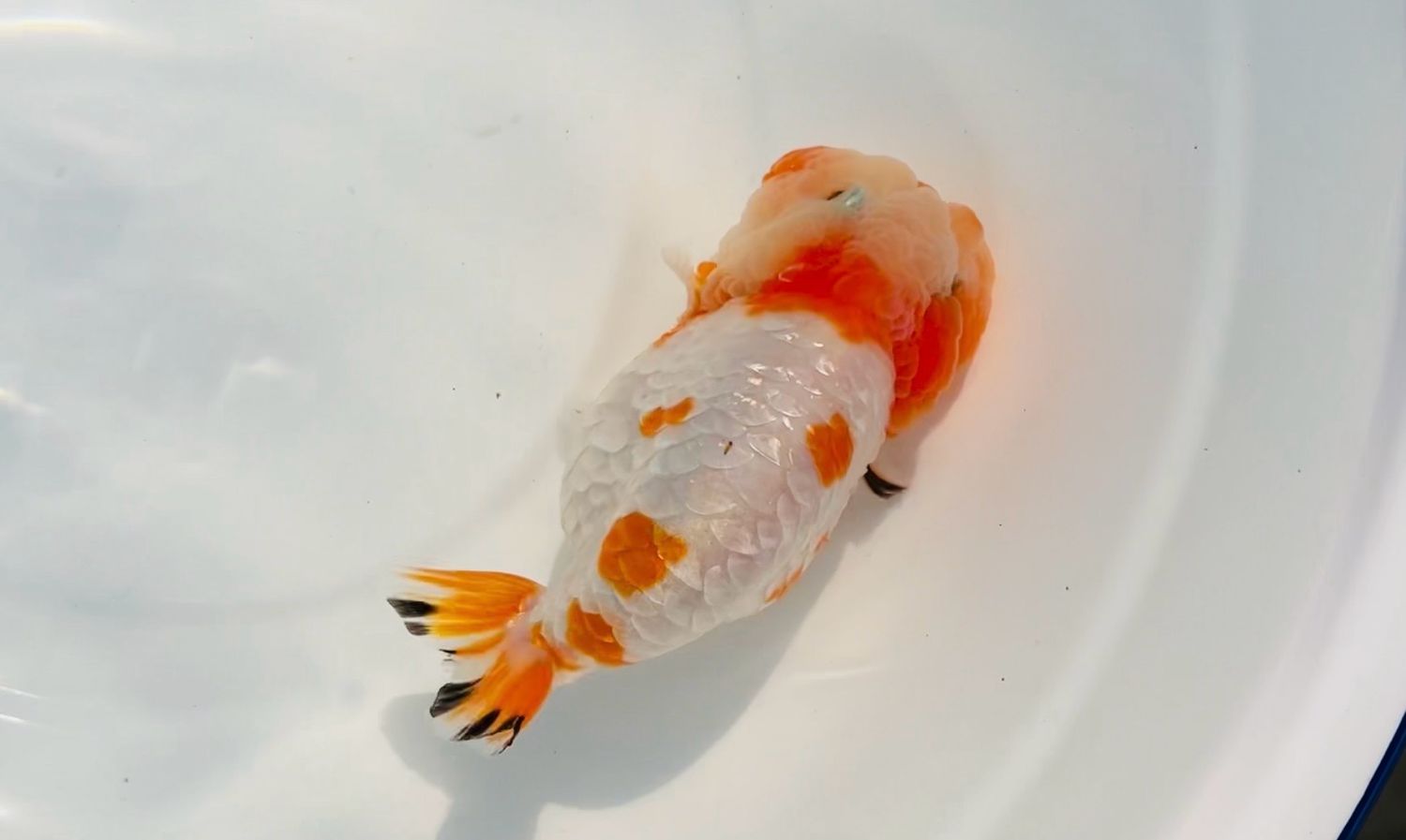 Red And White Yuanbao Ranchu (M, 4.5”)