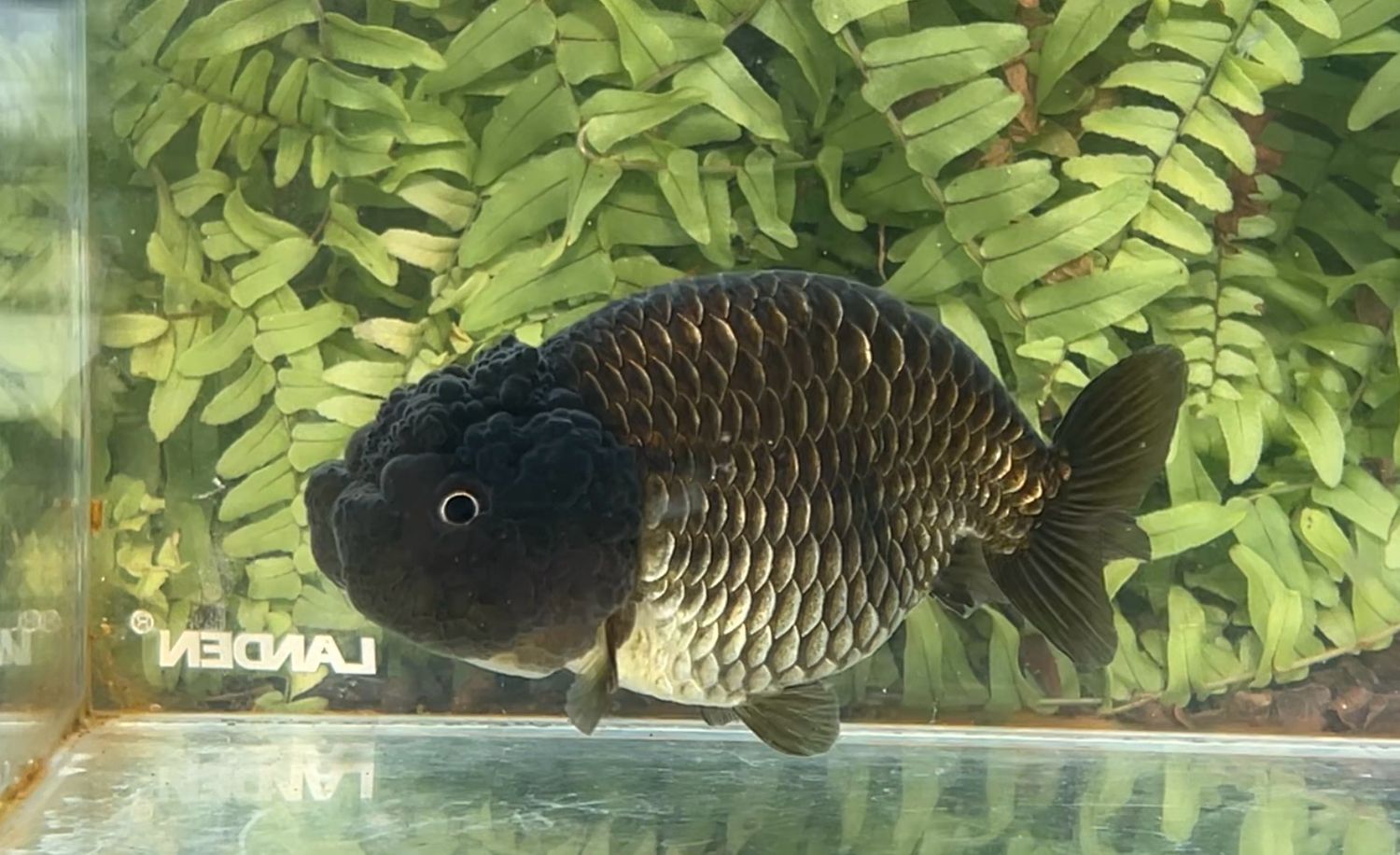 Black Yuanbao Ranchu (F, 4”)