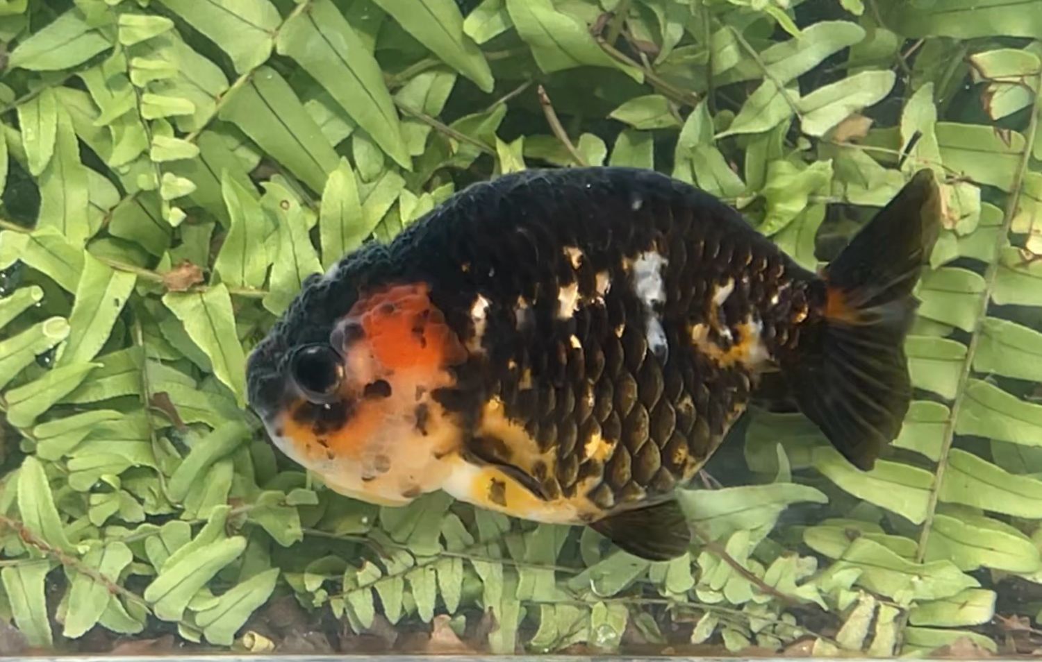 Calico Yuanbao Ranchu (F, 4”)