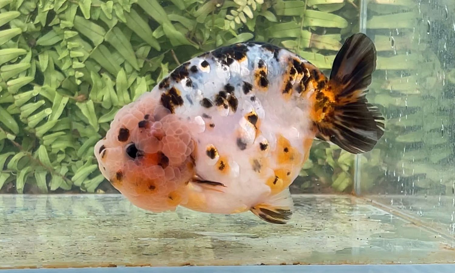 Calico Yuanbao Ranchu (M, 4.75”)