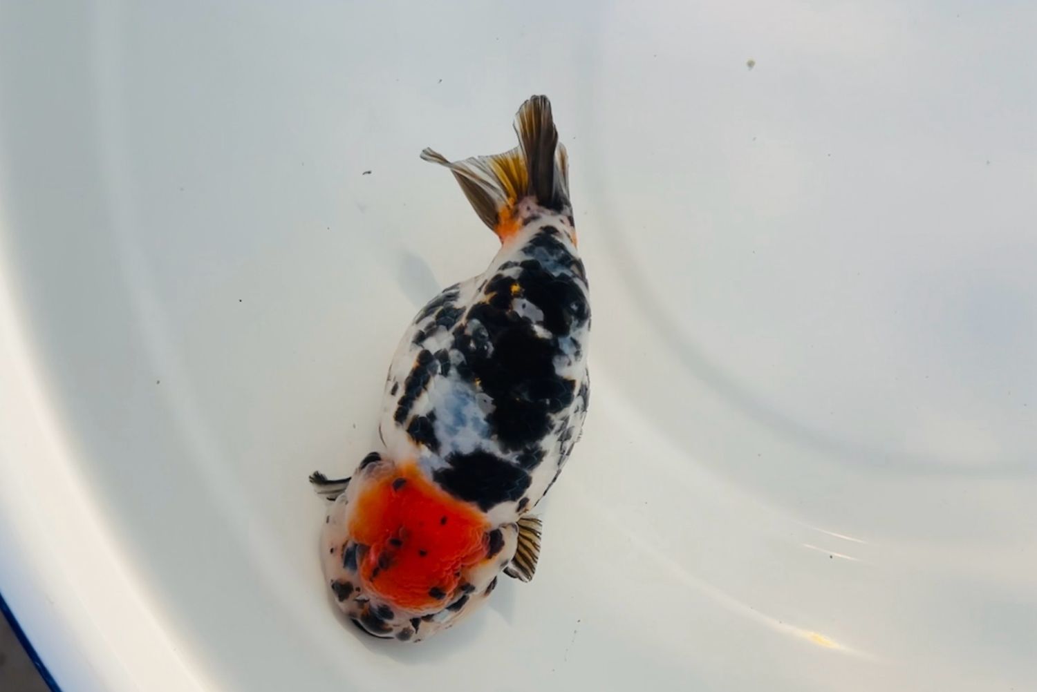Tancho Calico Yuanbao Ranchu (F, 4”)