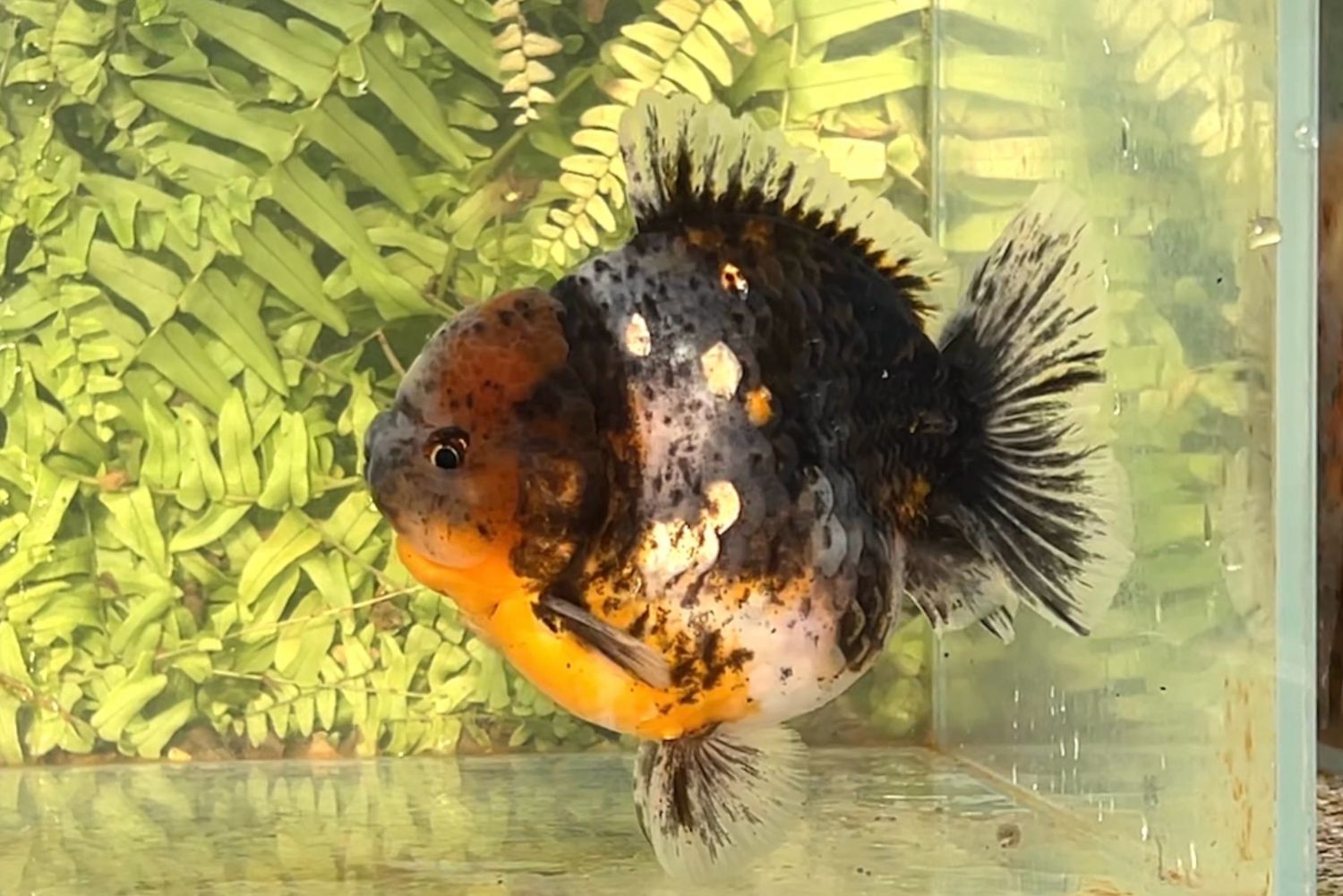 Calico Shogun Oranda (M, 4.75”)