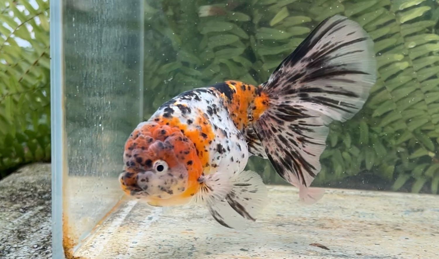 Calico Orchidtail Ranchu (F, 7”)