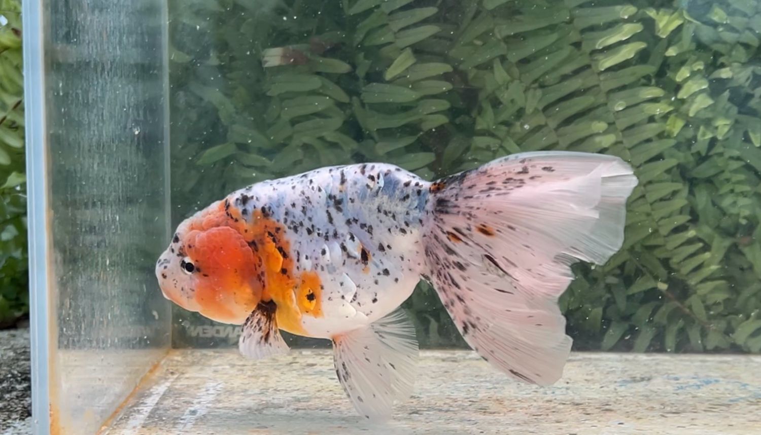 Calico Phoenixtail Ranchu (F, 7”)