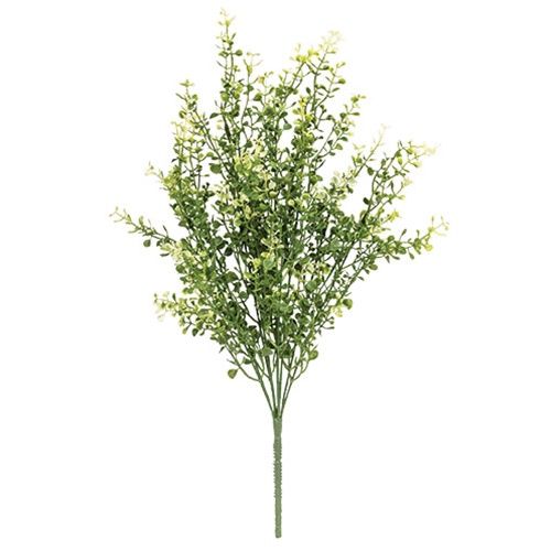 Cream Tipped Baby&#39;s Grass Bush - 21&quot;