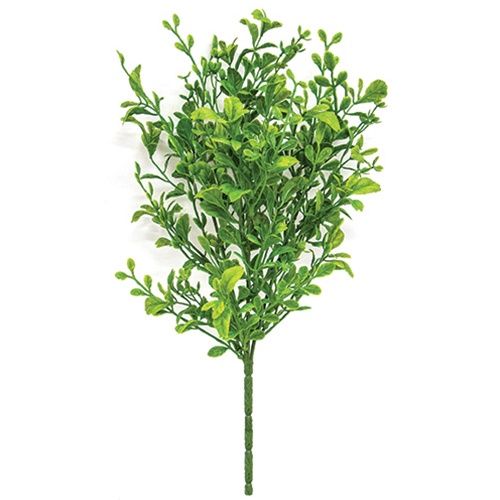 Evergreen English Boxwood Bush - 14&quot;