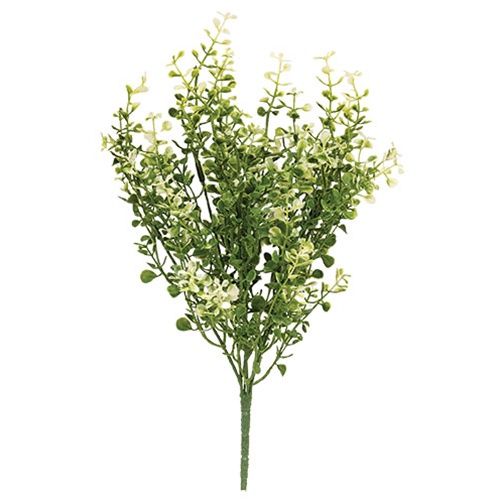 Cream Tipped Baby&#39;s Grass Bush - 14&quot;