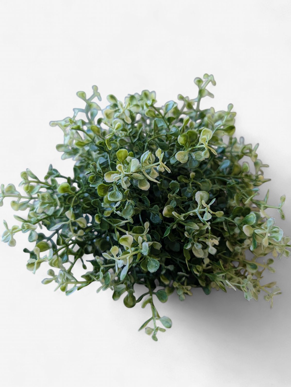 Cream Tipped Baby’s Grass Half Sphere