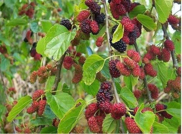 Folhas de Amora Miura para Chá