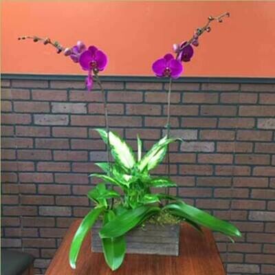 Double Purple Phalaenopsis Orchid