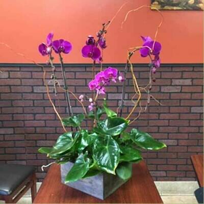 Quadruple Purple Phalaenopsis Orchid