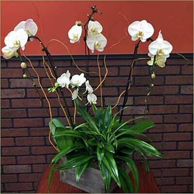 Quadruple White Phalaenopsis Orchid