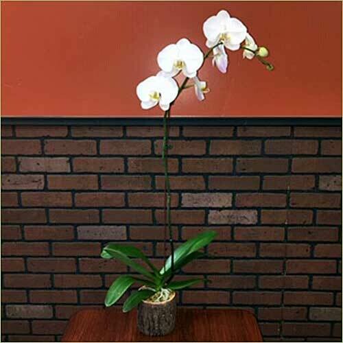Single White Phalaenopsis Orchid