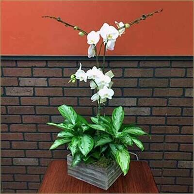 Triple White Phalaenopsis Orchid