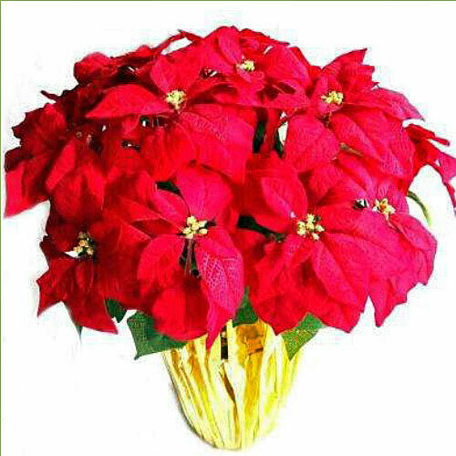 Happy Holidays Poinsettia