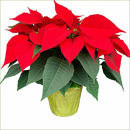 Happy Holidays Poinsettia
