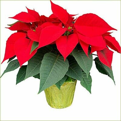 Happy Holidays Poinsettia