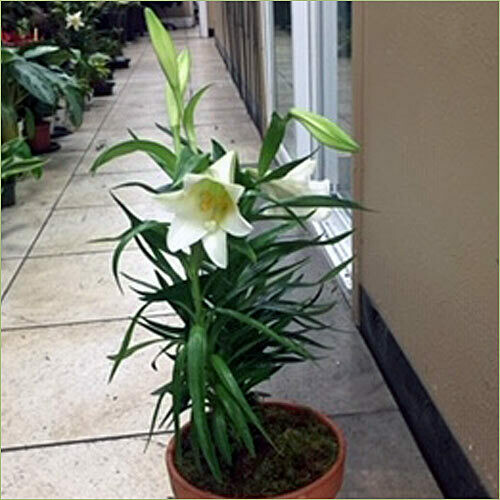 Easter Lily