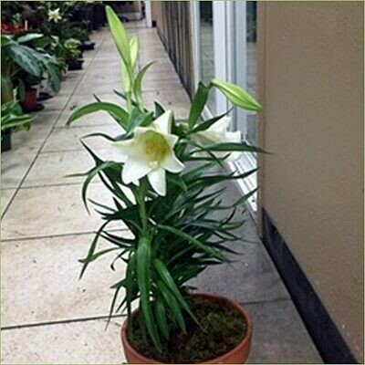 Easter Lily
