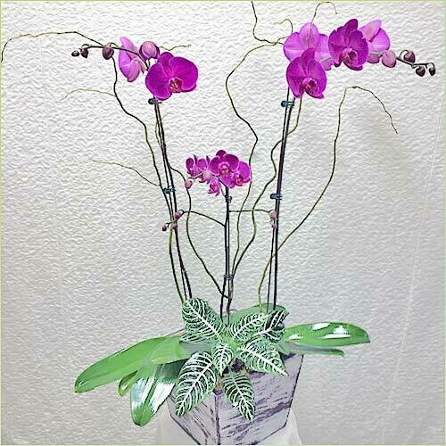 Triple Purple Phalaenopsis Orchid