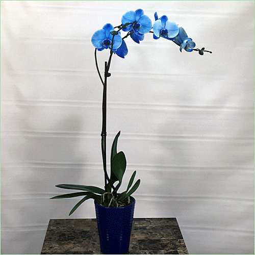 Single Blue Phalaenopsis Orchid