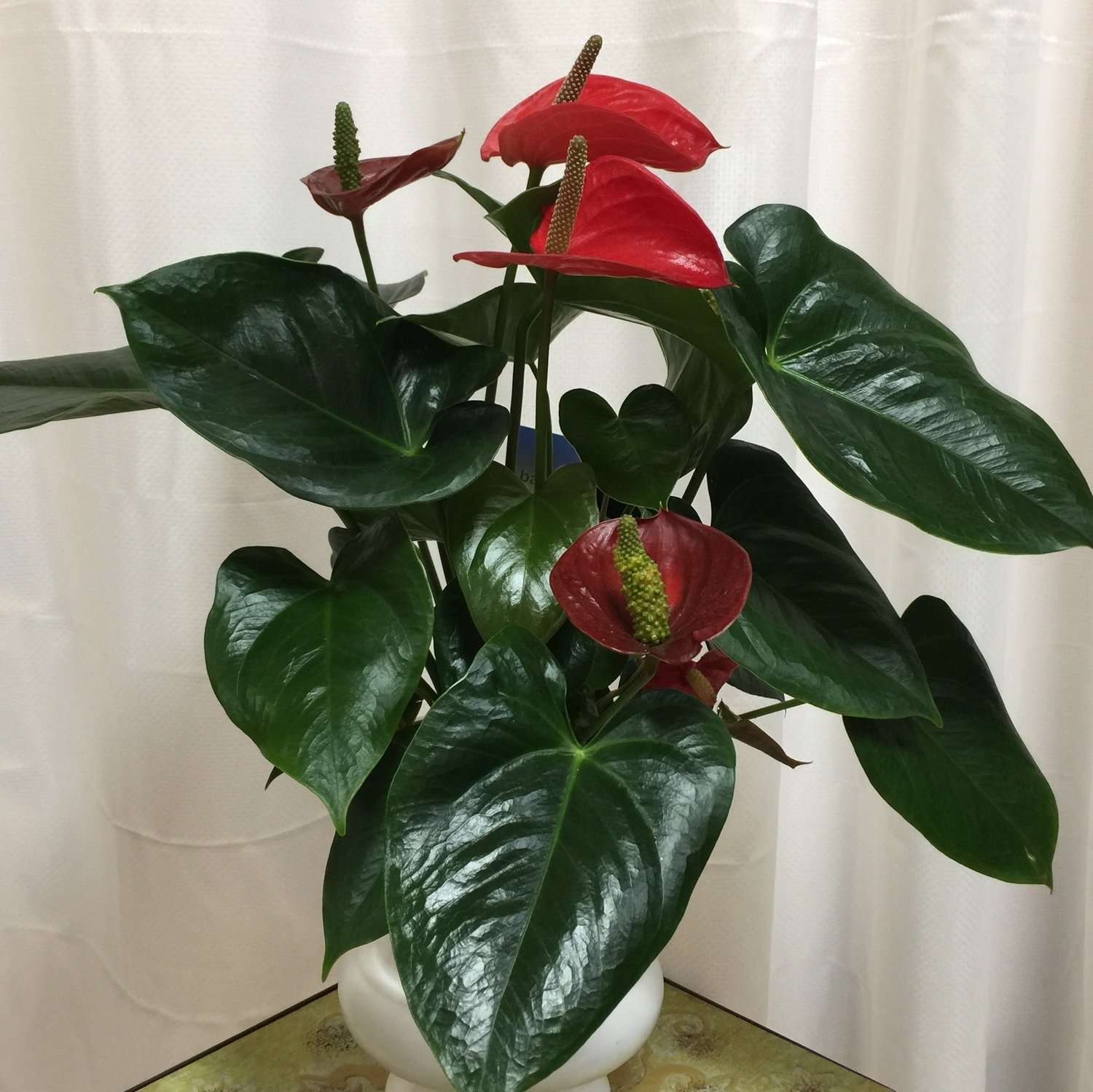 6"Red Anthurium