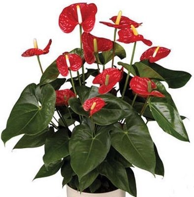 8"Red Anthurium