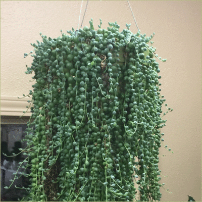 String of Pearls
