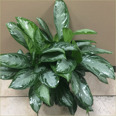 Chinese Evergreen