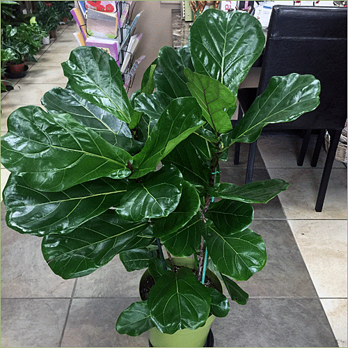 Fidel Leaf Fig