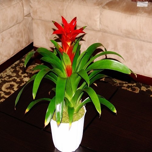 8" Pot Bromeliad Plant