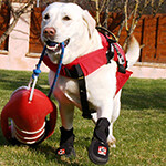 THERA-PAW BOOT (BACK PAWS) THERA-PAW BOOT (BACK PAWS)