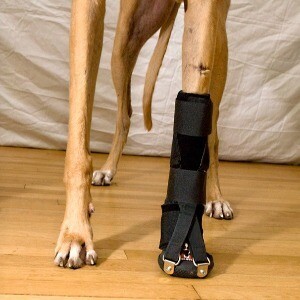 CUSTOM FORELIMB DORSI-FLEX ASSIST Rx