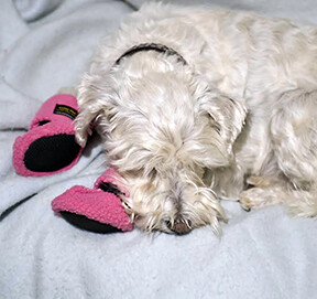 CUSHY PAW SLIPPERS