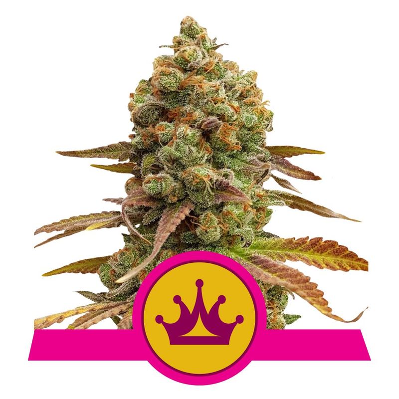 Special Queen 1