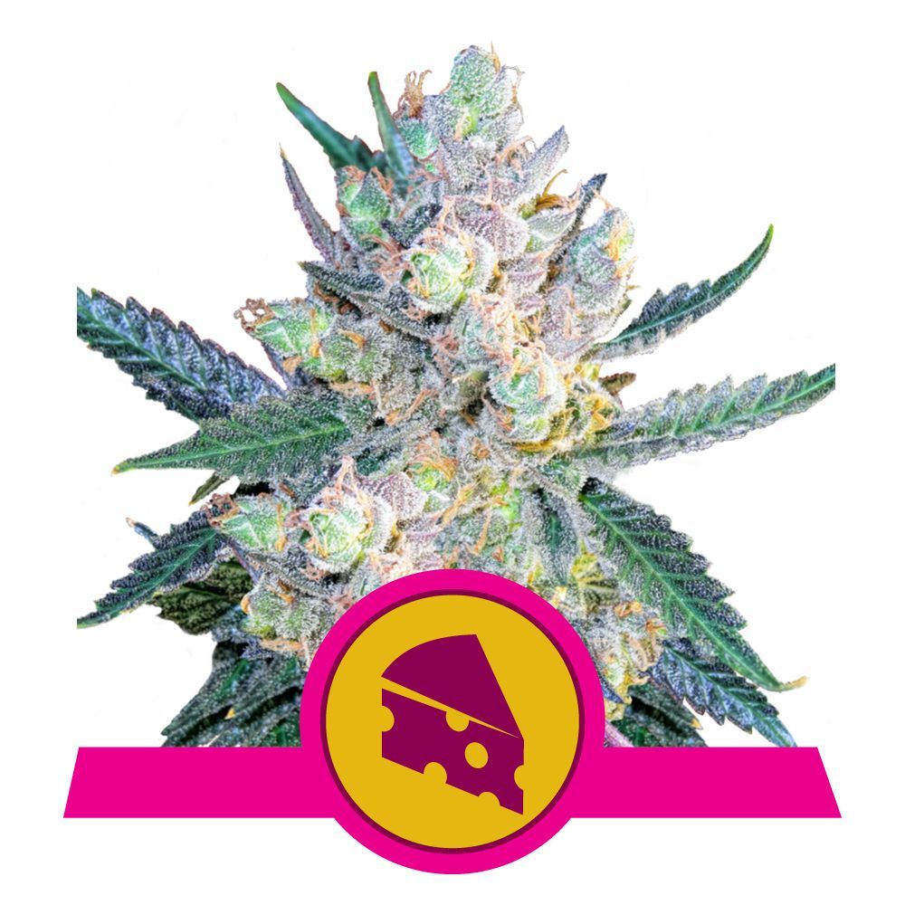 Royal Cheese (Fast Flowering)