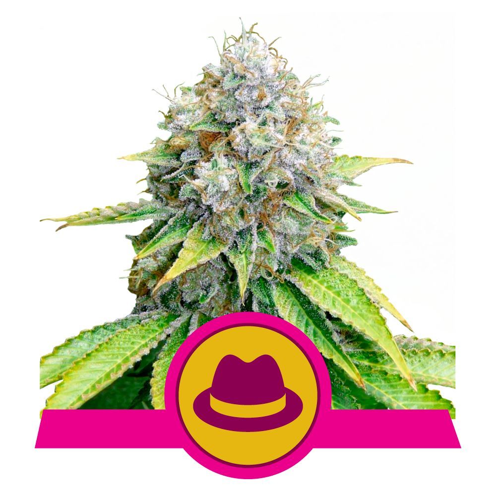 O.G. Kush