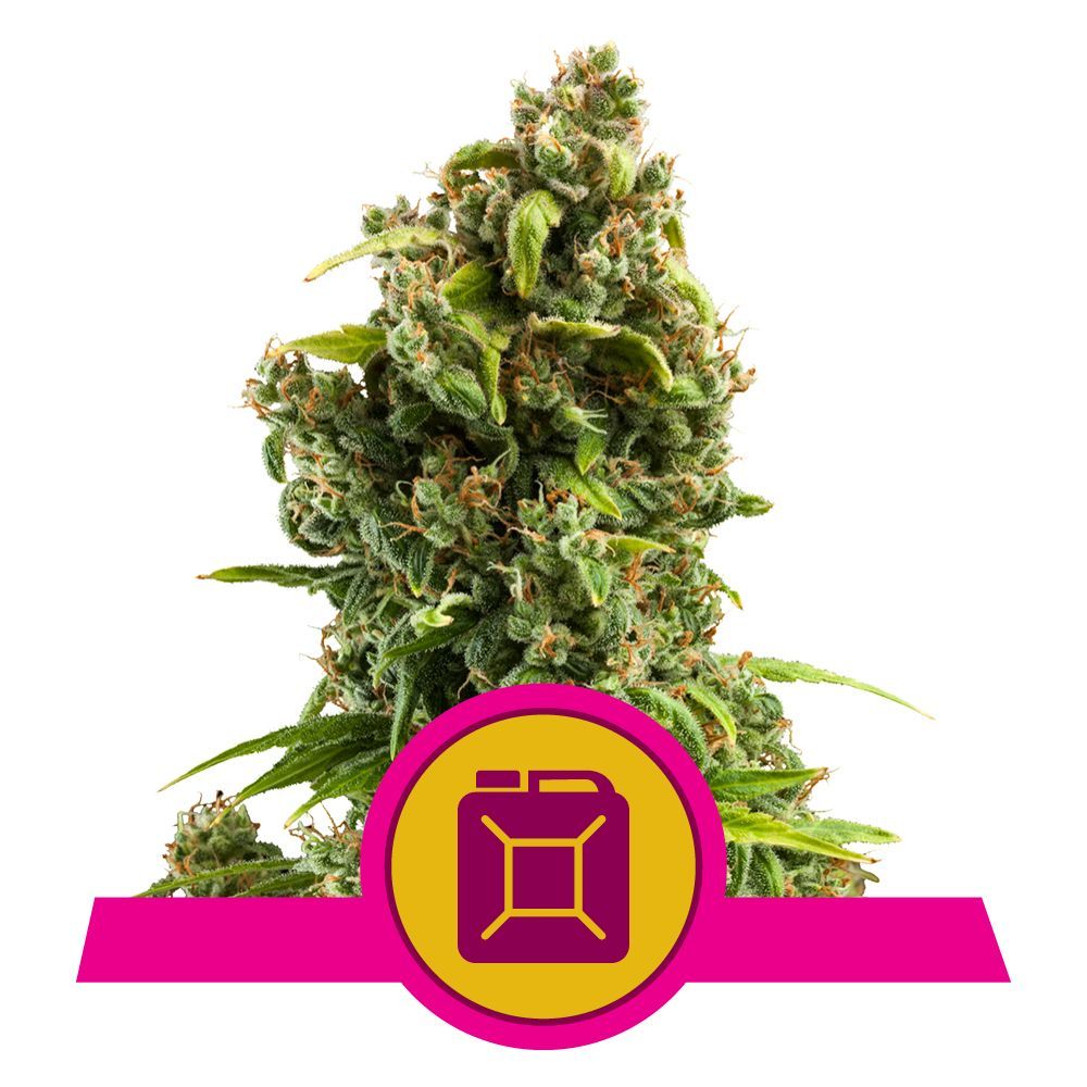 Sour Diesel