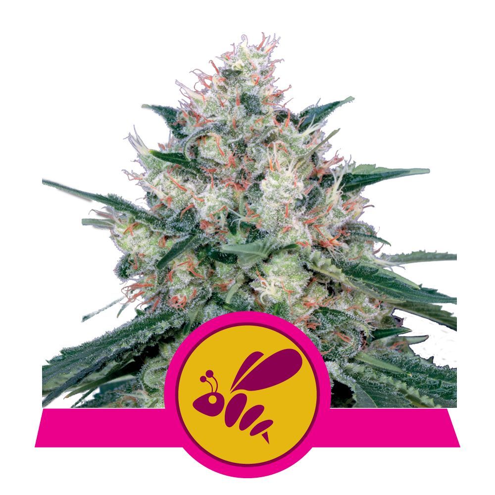 Honey Cream (Fast Flowering)