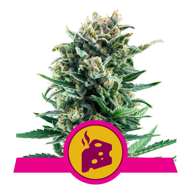 Blue Cheese
